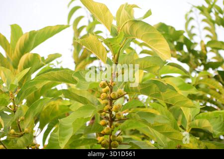 Ficus racemosa - Figs en grappe ou Figs gulaires, un arbre sacré et médicinal de la nature Banque D'Images