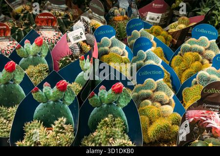 Gros plan de plantes de cactus en pot assorties avec des emballages colorés étiquetés Collection et noms de plantes. Les thèmes incluent la vente au détail des plantes urbaines Banque D'Images