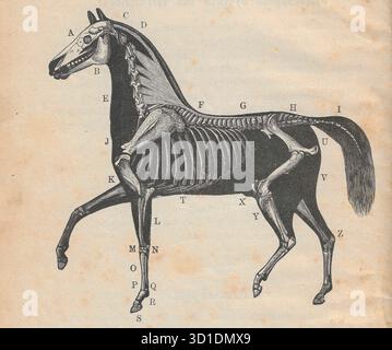 Éducation 1893 gravure sur bois du manuel de J.F. Hallenborg 'Lärobok i husdjursskötsel'. Une silhouette noire d'un cheval révélant un schéma détaillé de celui-ci Banque D'Images