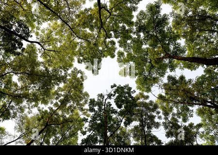 Vue sur la canopée luxuriante des sommets de Green Tree contre le ciel lumineux Banque D'Images