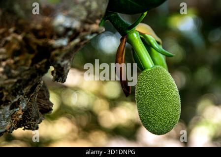 Gros plan d'Un Jackfruit vert poussant sur Une branche d'arbre dans Un jardin tropical Banque D'Images
