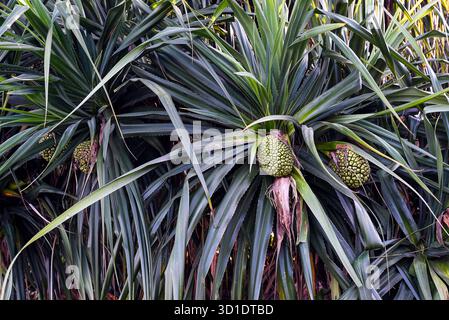 Gros plan des arbres de Pandanus vibrants avec des fruits texturés dans un feuillage luxuriant Banque D'Images