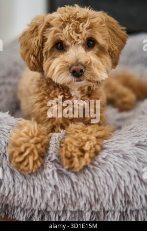 Un chien adorable et moelleux reposant confortablement sur un lit confortable dans un environnement chaleureux Banque D'Images