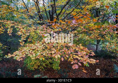 Couleurs d'automne d'un hêtre à Bradley Wood, Ashbourne, Derbyshire, Angleterre Banque D'Images