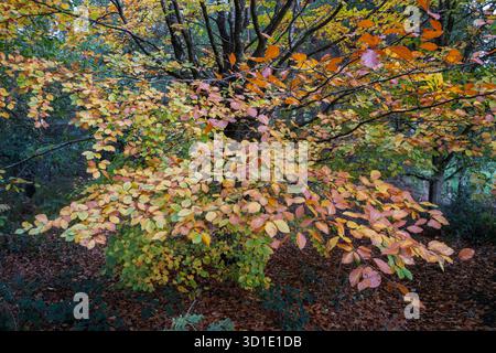 Couleurs d'automne d'un hêtre à Bradley Wood, Ashbourne, Derbyshire, Angleterre Banque D'Images