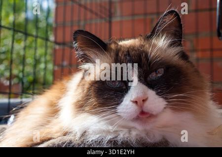 Chat domestique pelucheux à poil long avec motif bicolore point couché au soleil Banque D'Images