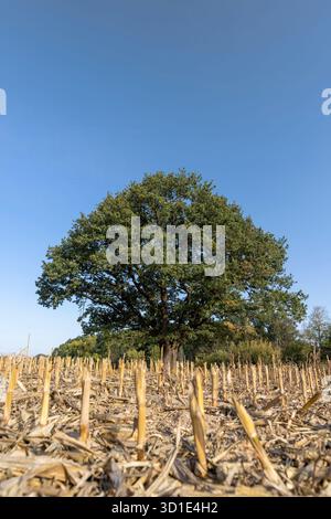 grand chêne avec feuillage dans un champ après la récolte du maïs, un vieux chêne contre le ciel bleu dans un champ avec chaume de maïs dans la saison d'automne Banque D'Images