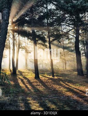 Lever de soleil dans la forêt de pins. Matin dans les bois d'automne - faisceaux de lumière venant à travers l'air brumeux. Banque D'Images