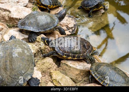 Tortues hispanioliennes (Trachemys decorata) dans l'étang Banque D'Images