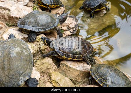 Tortues hispanioliennes (Trachemys decorata) dans l'étang Banque D'Images
