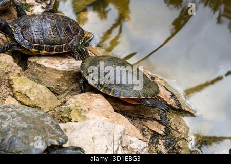 Tortues hispanioliennes (Trachemys decorata) dans l'étang Banque D'Images