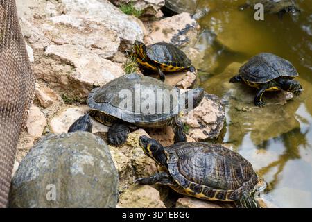 Tortues hispanioliennes (Trachemys decorata) dans l'étang Banque D'Images