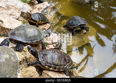 Tortues hispanioliennes (Trachemys decorata) dans l'étang Banque D'Images
