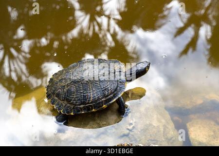 Tortue hispaniolane (Trachemys decorata) dans l'étang Banque D'Images