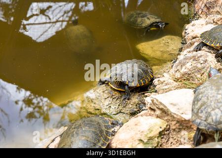 Tortue hispaniolane (Trachemys decorata) dans l'étang Banque D'Images