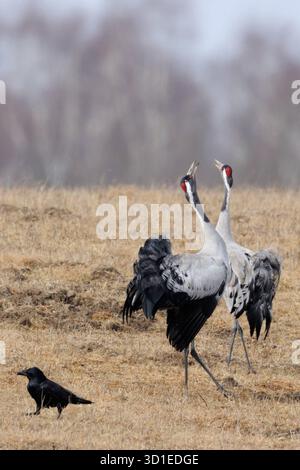 trompetend lautstark... Kranich Grus grus , Europäischer Graukranich, Kranichpärchen in der Balz, balzende Kraniche *** paire grues / Graukraniche Grus grus, couple en belle robe d'élevage courtisant, danse, exposition de cour, faune, Europe. Mecklembourg-Poméranie occidentale Deutschland, Europe Banque D'Images