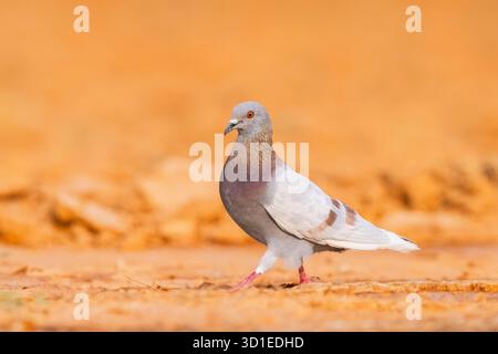 Pigeon domestique, pigeon sauvage (Columba Livia F. domestica), marchant sur le sol, Espagne, Aragon, Belchite Banque D'Images