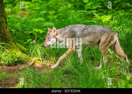 Loup gris européen (Canis lupus lupus), marchant dans la forêt, Allemagne, Hesse Banque D'Images