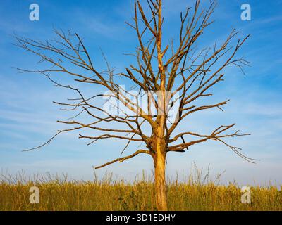Arbre mort sur un champ, Allemagne Banque D'Images