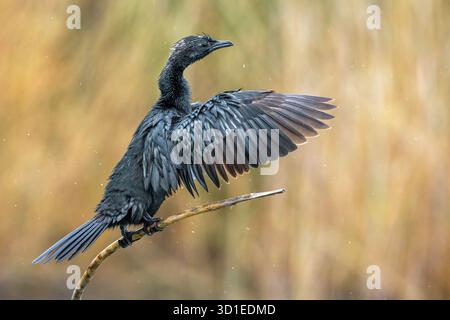 Cormoran pygmée (Phalacrocorax pygmeus, Microcarbo pygmaeus), perché sur une branche morte avec ses ailes tendues pour sécher, Italie, Toscane Banque D'Images