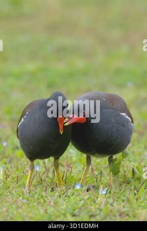 Moorhen (Gallinula chloropus), deux moorhens se préparant l'un l'autre et l'appréciant, Italie, Toscane Banque D'Images