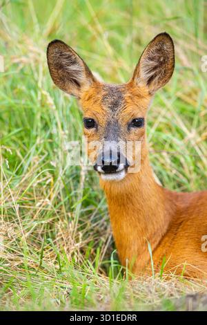 chevreuil, chevreuil, chevreuil occidental, chevreuil européen (Capreolus capreolus), biche couchée dans un pré, portrait, Allemagne, Hesse Banque D'Images