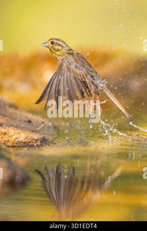 Yellowhammer (Emberiza citrinella), femelle partant d'un étang, Espagne, Katalonia, Solsona Banque D'Images