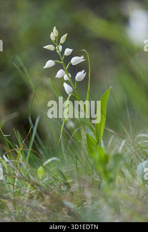 Helleborine à feuilles étroites (Cephalanthera longifolia), floraison, Suède, Gotland Banque D'Images