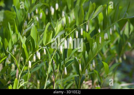 Sceau parfumé de Salomon, sceau angulaire de salomon (Polygonatum odoratum), floraison, Suède, Gotland Banque D'Images