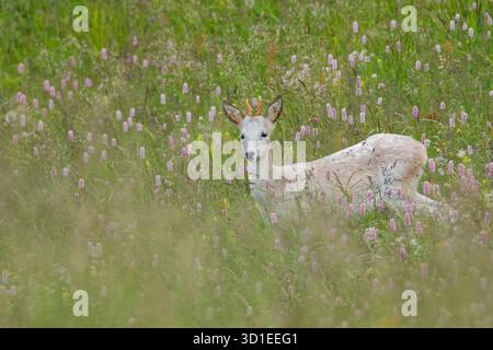 chevreuil, chevreuil, chevreuil de l'ouest, chevreuil d'Europe (Capreolus capreolus), cheveu marchant dans les hautes herbes, Allemagne Banque D'Images