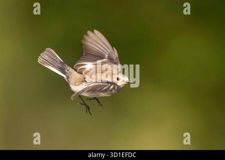 Ficedula hypoleuca (Ficedula hypoleuca), en vol, Espagne, Katalonia, Solsona Banque D'Images