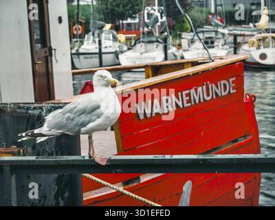 Goéland argenté (Larus argentatus), perché sur une rampe dans le port, Allemagne, Mecklembourg-Poméranie occidentale, Warnemuende Banque D'Images