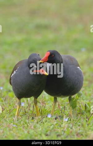 Moorhen (Gallinula chloropus), deux moorhens se préparant l'un l'autre et l'appréciant, Italie, Toscane Banque D'Images