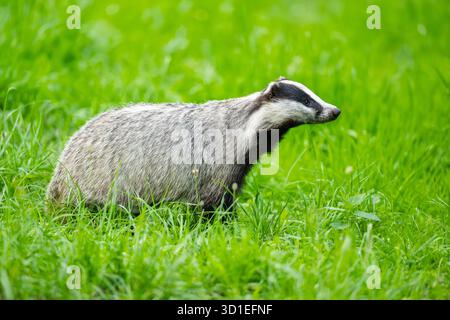 Blaireau du Vieux monde, blaireau eurasien, blaireau européen (Meles meles), debout dans un pré, vue de côté, Allemagne, Hesse Banque D'Images
