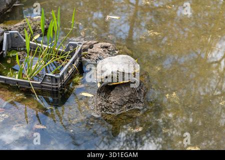 Tortue hispaniolane (Trachemys decorata) dans l'étang Banque D'Images