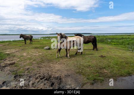 Famille de konik polski sauvages ou chevaux primitifs polonais au parc naturel du lac Engure, Lettonie Banque D'Images