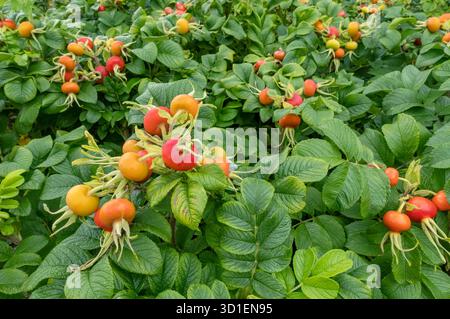 Gros plan de rose rouge et fruits des hanches rosaceae rosa rugosa arbuste en été Angleterre Royaume-Uni GB Grande-Bretagne Banque D'Images