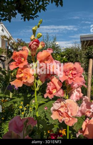 Gros plan de fleurs d'abricot snapdragons fleurs floraison poussant dans le pot de récipient en été Angleterre Royaume-Uni GB Grande-Bretagne Banque D'Images