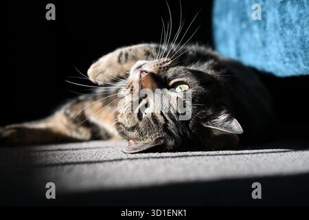 Un chat de compagnie se détendant au soleil Banque D'Images