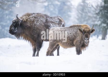 Bison d'Europe (Bison bonasus) ou mère de Wise avec son veau debout sur une prairie à côté de la forêt en hiver, neige, Bavière, Allemagne Banque D'Images