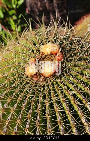 Gros plan de gros cactus avec des fleurs jaunes Banque D'Images