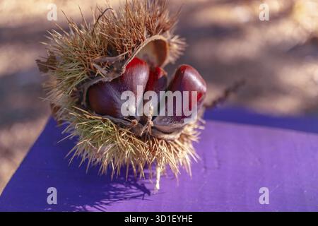 Ronda, malaga, espagne gros plan de châtaignes brunes mûres émergeant de leur fraise épaisse naturelle, reposant sur une surface violette vibrante en automne Banque D'Images