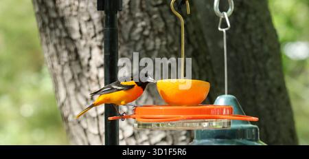 Un mâle oriole du Nord (icterus galbula) perché sur une mangeoire d'oiseaux de jardin mangeant d'une moitié orange au printemps en Nouvelle-Angleterre Banque D'Images