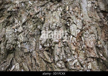 Arrière-plan détaillé de macro d'écorce d'arbre, mise au point sélective Banque D'Images