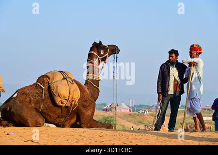 Foire annuelle de chameau à Pushkar, montre des milliers de commerçants de bétail de toute la région se rassemblant à la foire traditionnelle de chameau, où des animaux - principalement des chameaux - sont achetés et vendus. L'événement annuel est l'une des plus grandes foires de chameaux et de bétail au monde. (Photo de Shaukat Ahmed/Pacific Press) Banque D'Images