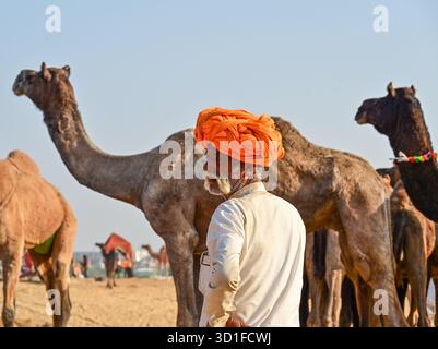 Foire annuelle de chameau à Pushkar, montre des milliers de commerçants de bétail de toute la région se rassemblant à la foire traditionnelle de chameau, où des animaux - principalement des chameaux - sont achetés et vendus. L'événement annuel est l'une des plus grandes foires de chameaux et de bétail au monde. (Photo de Shaukat Ahmed/Pacific Press) Banque D'Images