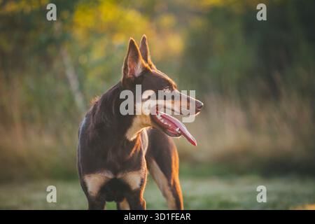 Australian Kelpie chien Banque D'Images