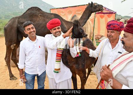 Pushkar, Rajasthan, Inde. 27 octobre 2025. Foire annuelle de chameau à Pushkar, montre des milliers de commerçants de bétail de toute la région se rassemblant à la foire traditionnelle de chameau, où des animaux - principalement des chameaux - sont achetés et vendus. L'événement annuel est l'une des plus grandes foires de chameaux et de bétail au monde. (Crédit image : © Shaukat Ahmed/Pacific Press via ZUMA Press Wire) USAGE ÉDITORIAL SEULEMENT ! Non destiné à UN USAGE commercial ! Banque D'Images