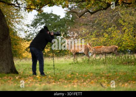 Photographe prenant des photos du troupeau de cerfs rouges à l'aide d'un monopode pendant la saison automnale d'ornières au Studley Royal Deer Park, Yorkshire, Angleterre, Royaume-Uni Banque D'Images