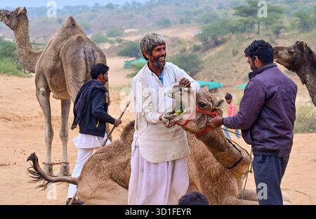 Pushkar, Rajasthan, Inde. 27 octobre 2025. Foire annuelle de chameau à Pushkar, montre des milliers de commerçants de bétail de toute la région se rassemblant à la foire traditionnelle de chameau, où des animaux - principalement des chameaux - sont achetés et vendus. L'événement annuel est l'une des plus grandes foires de chameaux et de bétail au monde. (Crédit image : © Shaukat Ahmed/Pacific Press via ZUMA Press Wire) USAGE ÉDITORIAL SEULEMENT ! Non destiné à UN USAGE commercial ! Banque D'Images